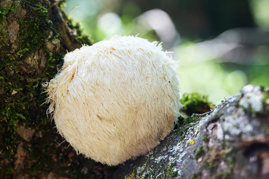 The Power of Functional Mushrooms: Lion's Mane, Reishi, and Shilajit